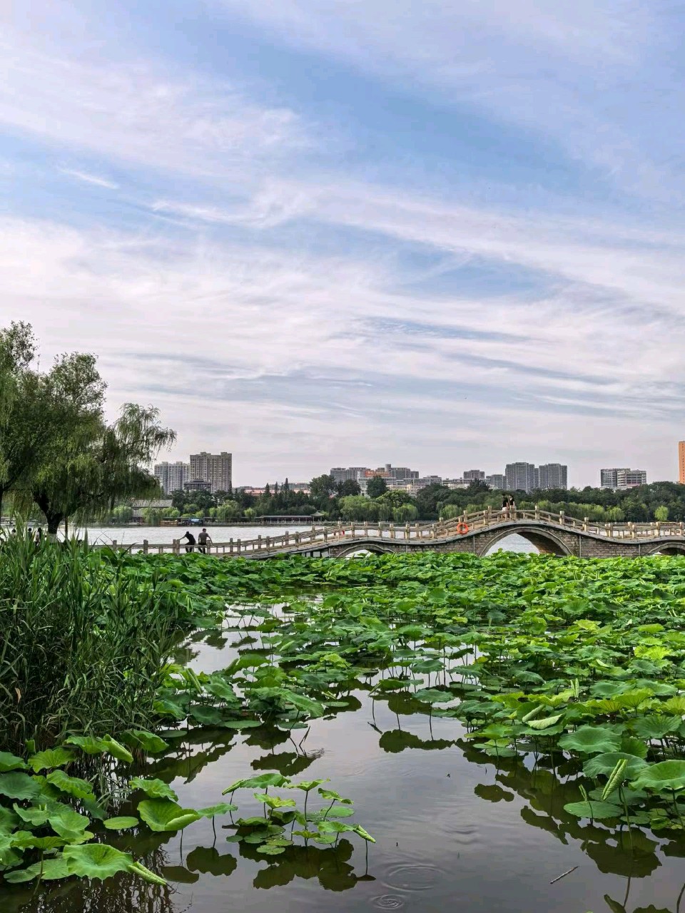明湖夏之韵（图4）