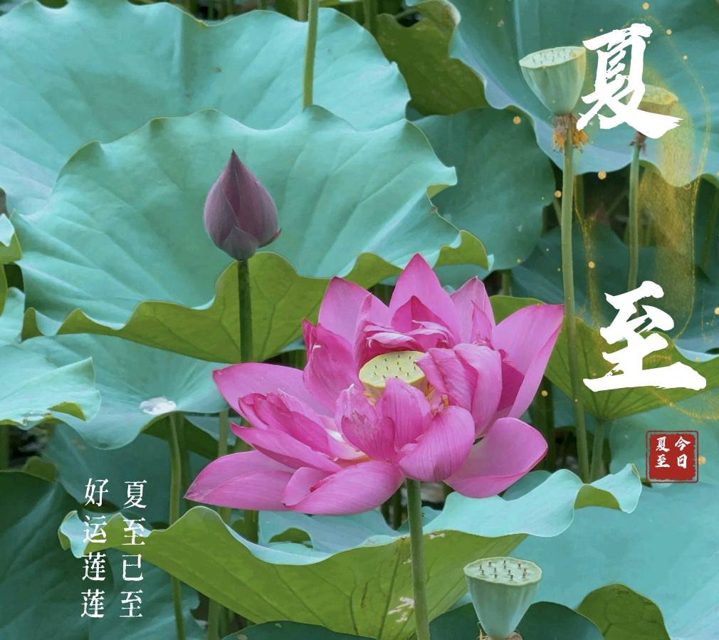 竹枝词.夏至二首文/海湾（图4）