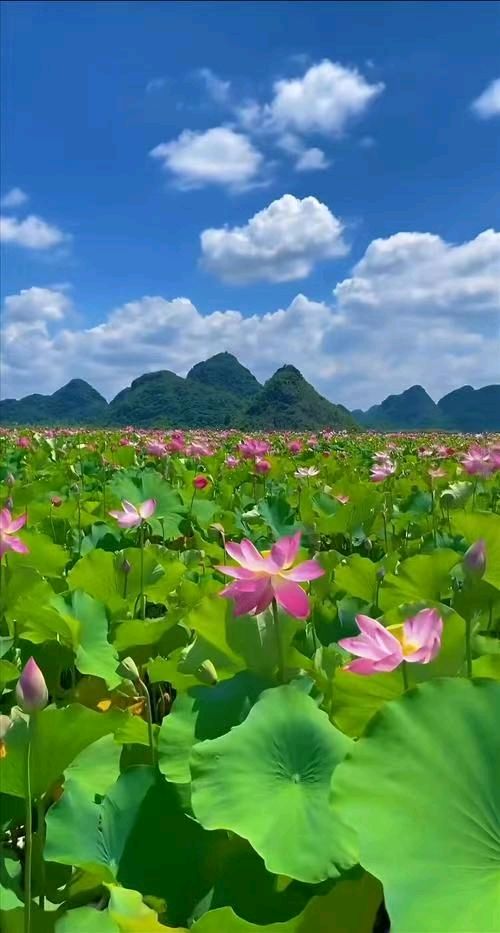中华新韵七绝~丘北康养（附对联）文/詹成（图5）