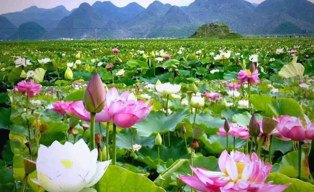 中华新韵七绝~丘北康养（附对联）文/詹成（图6）
