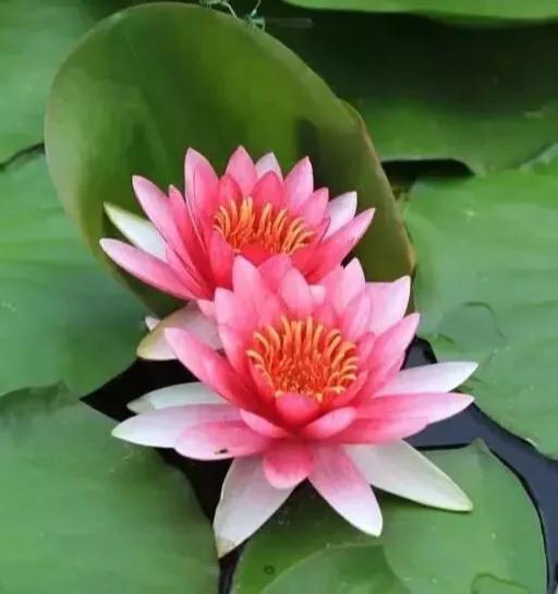 红色睡莲.俏丽娇艳（图3）