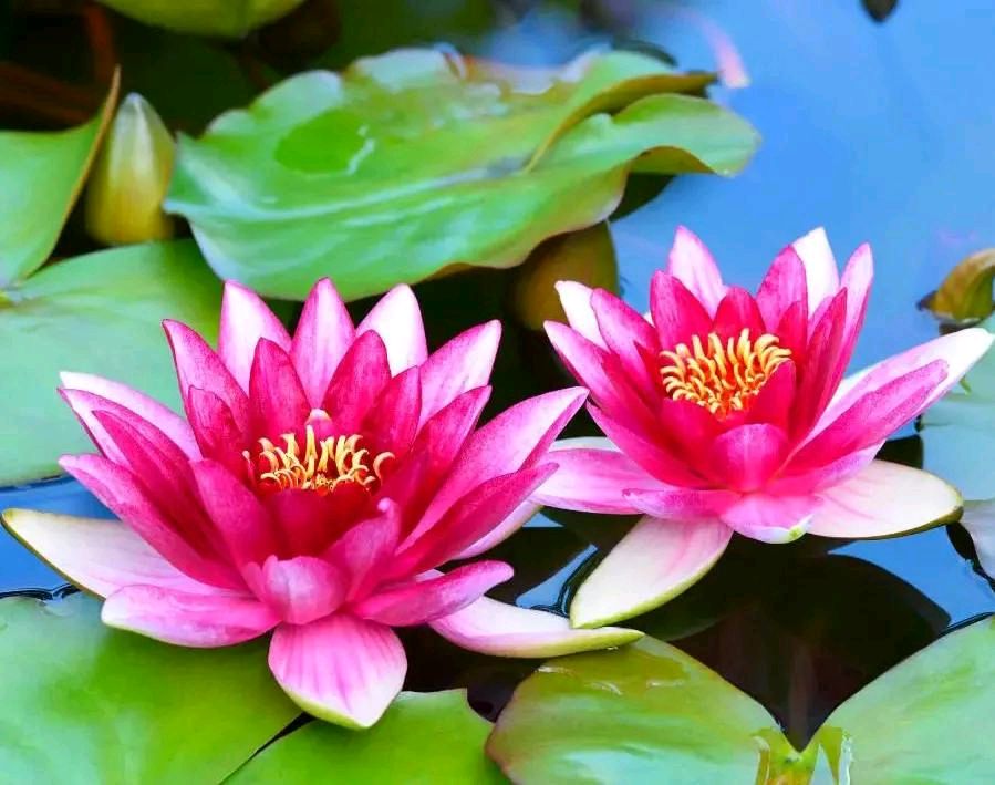 红色睡莲.俏丽娇艳（图2）