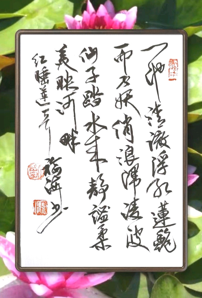 红色睡莲.俏丽娇艳