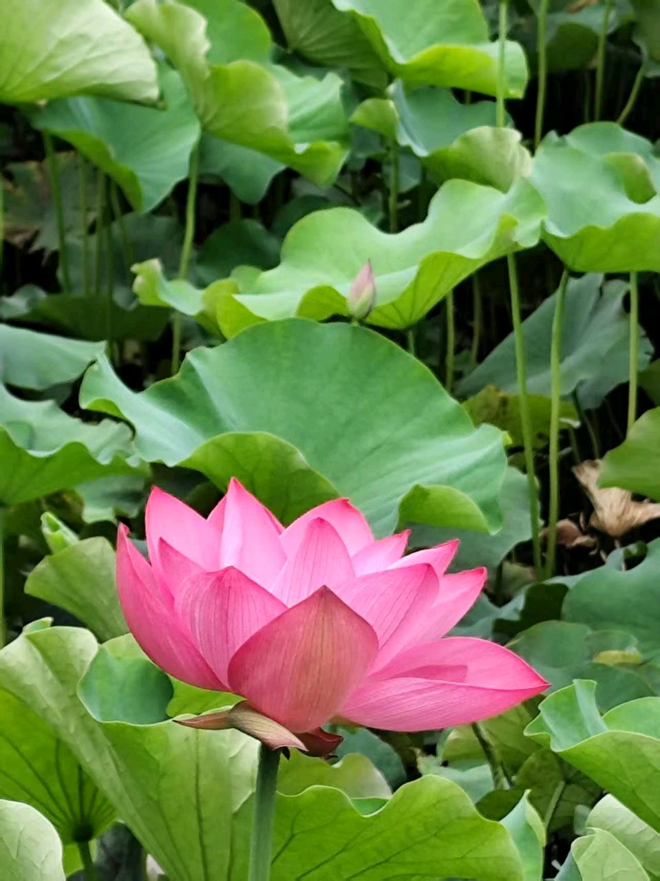 七绝诗~中华新韵(附趣联征联)文/詹成(图8)
