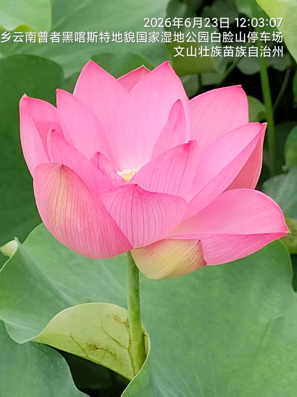 七绝诗~中华新韵（附趣联征联）文/詹成（图12）
