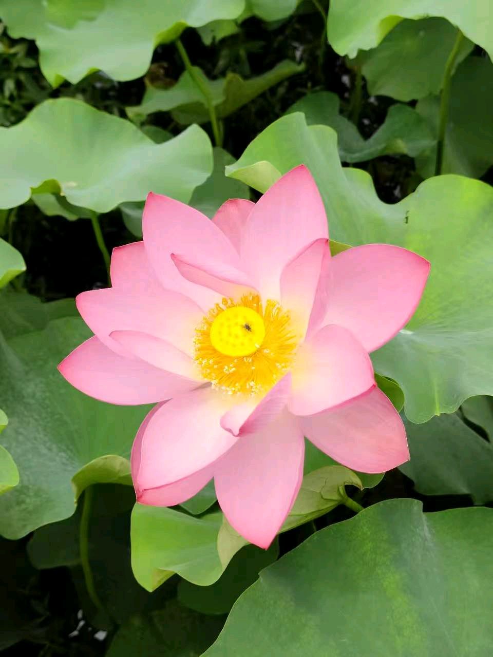七绝诗~中华新韵（附趣联征联）文/詹成（图11）