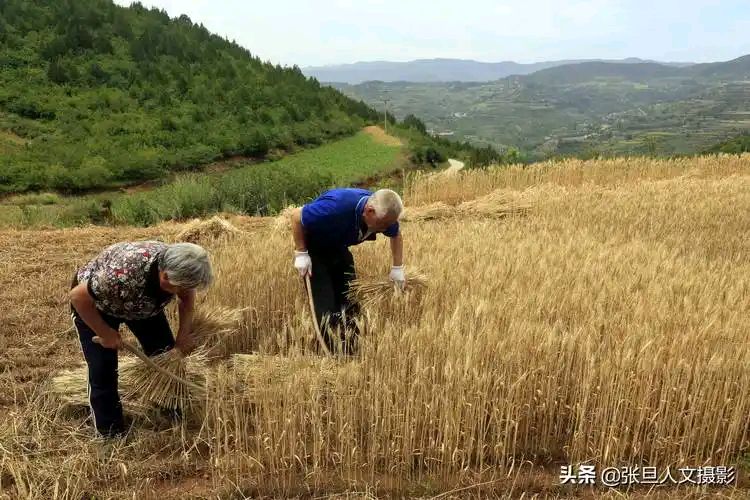 【燕赵文学】散文：麦茬忆旧（河北/武庆河）