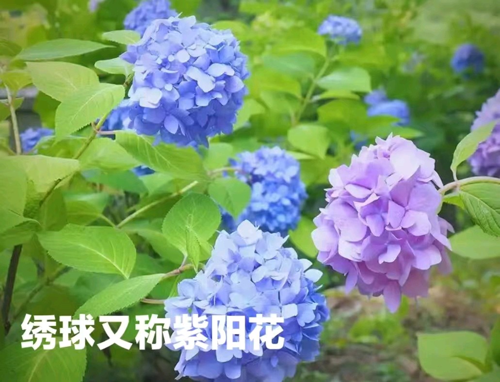 七绝组诗五首/作者：平安是福（张福安）（图5）