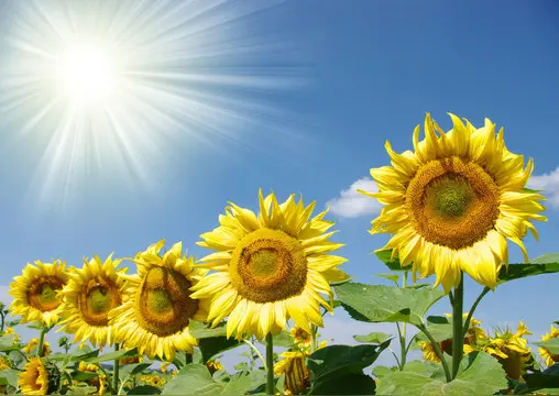 微型散文诗《葵语暖阳》（图3）