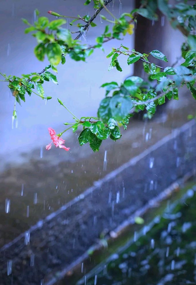 郑辰良《观雨诗》三首 诵/丽人（图2）