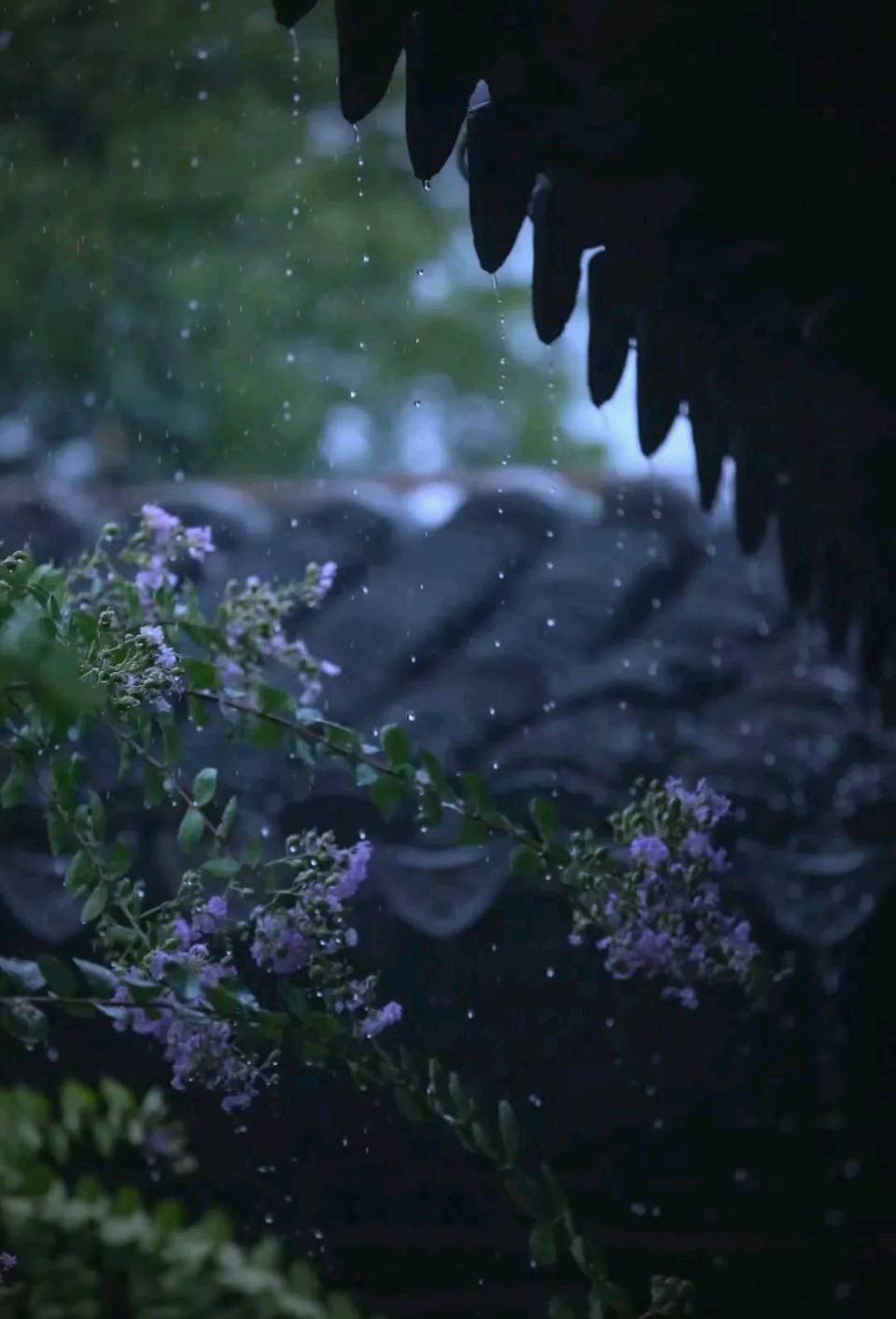 郑辰良《观雨诗》三首 诵/丽人（图3）