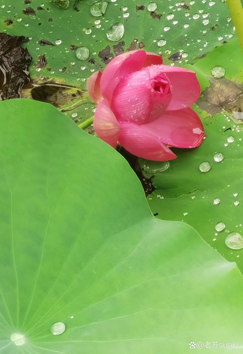 【中国雨巷文学社】北京头条 第3656期 现代诗《雨落荷塘》作者:萧祖能 - 杭州(图2)