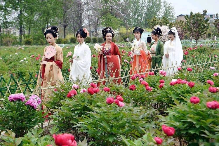 湖北作家·张晓明《洛阳看花》 北京头条003期(图6)