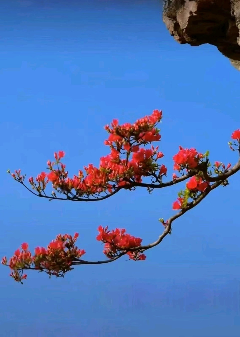 《舞钢市这株红杜鹃》作者/高增 主播/禾子 主编/胡琴（图4）