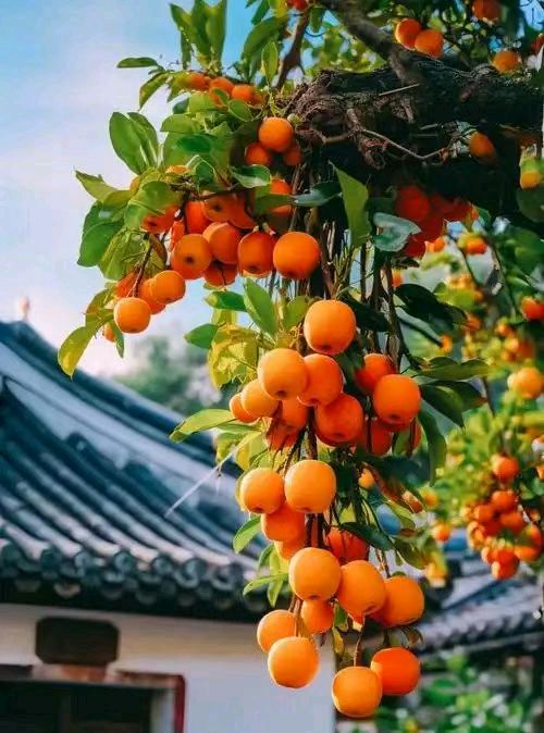 【荣耀中国】深圳分社*五绝 仲夏恋迷情文／南山翁（图3）