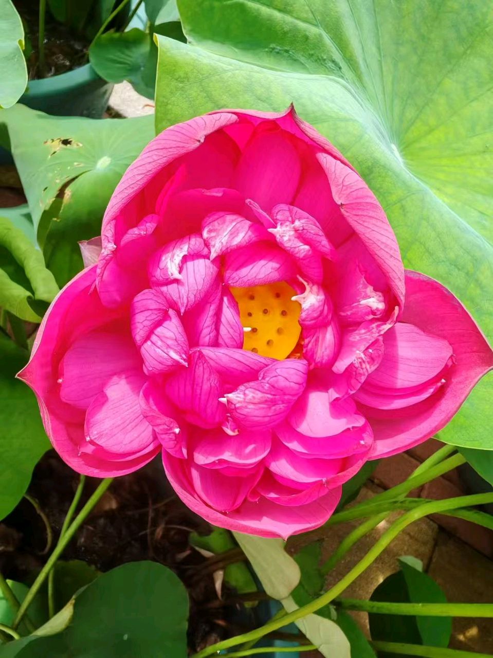 【北京头条】张汉林荷花节专篇007期（图6）