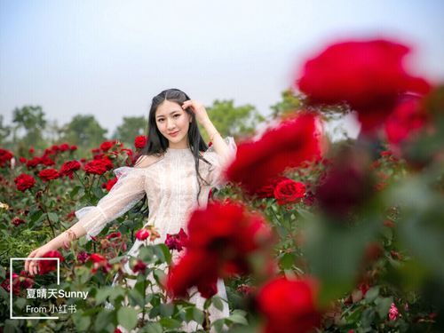 【北京头条】黄美芬（致远安康）诗歌专辑013期（图4）