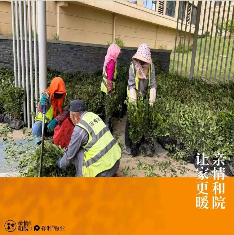 保利物业绿植补种随感金夜（兰州）（图5）
