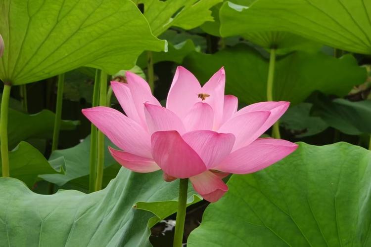七律——咏学友邀赏荷——章云虎（湖南长沙）