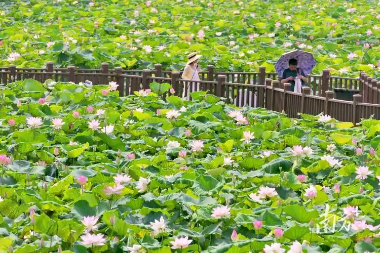 【北京头条】牟福香诗歌专辑074期（图4）