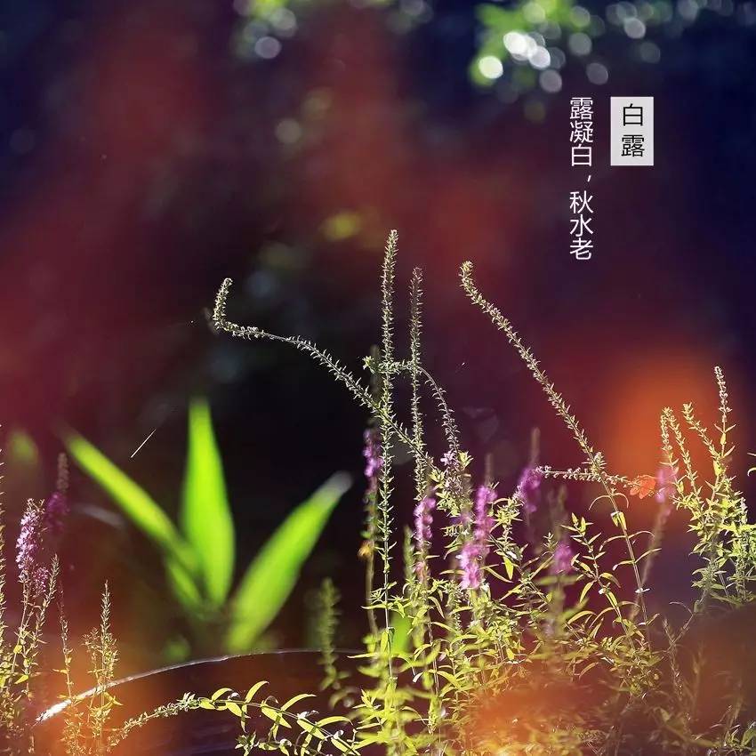 都市名家：白露敬和二月梅吟友 // 耿建华（图3）