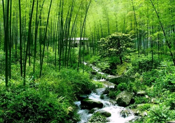 《寿楼春 暮春吟》文/王香谷（悉尼）（图2）