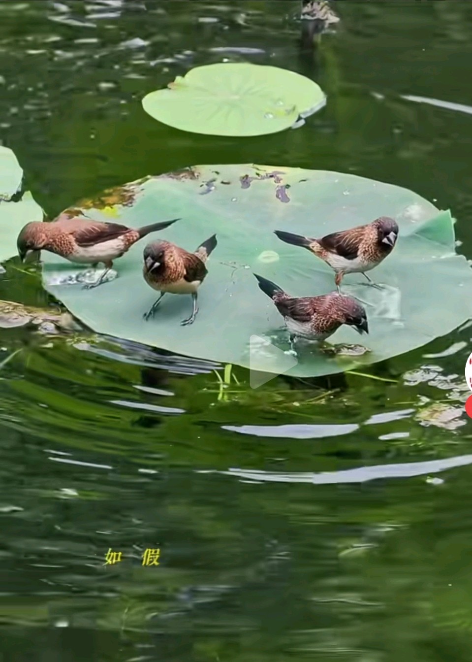 鸟戏碧荷上（图2）