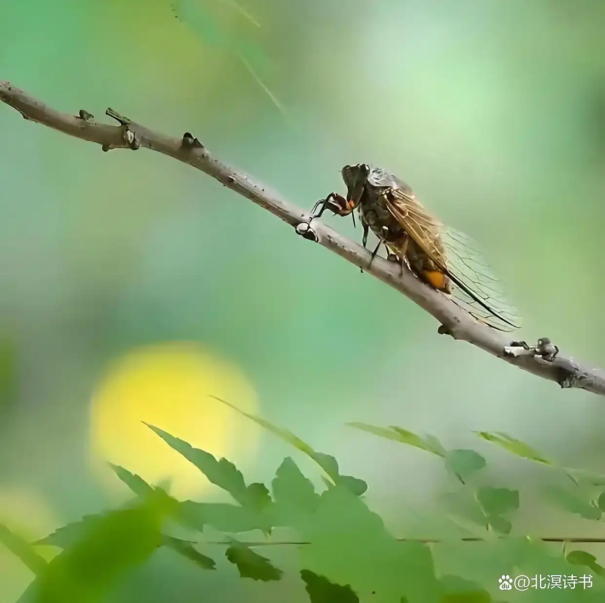 七律•咏蝉 作者:王省南（浙江杭州）（图2）