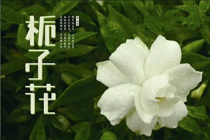 《北京版精版》栀 子 花 文/关怀宪 （连云港）（图4）