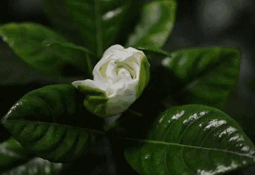 《北京版精版》栀 子 花 文/关怀宪 （连云港）（图5）