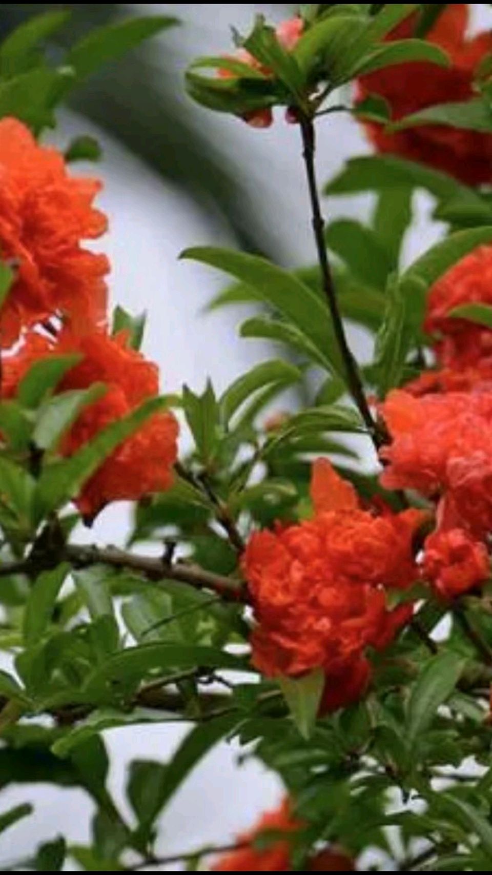 榴花照眼明（图2）