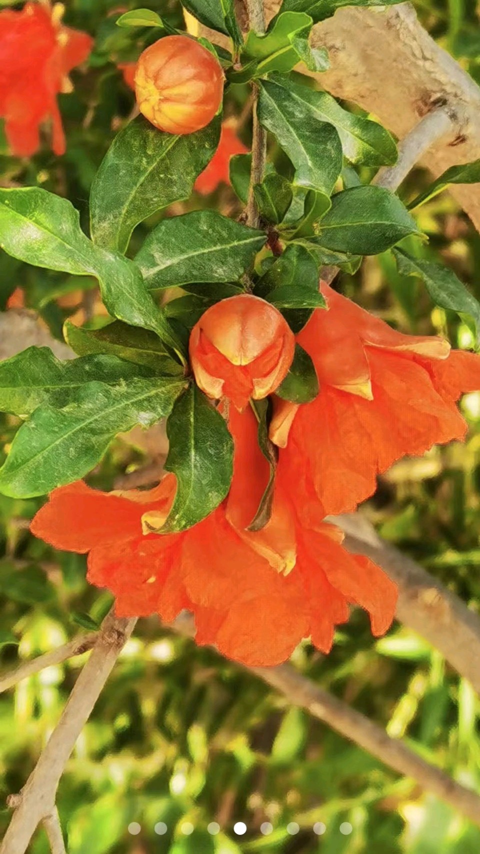 榴花照眼明（图4）