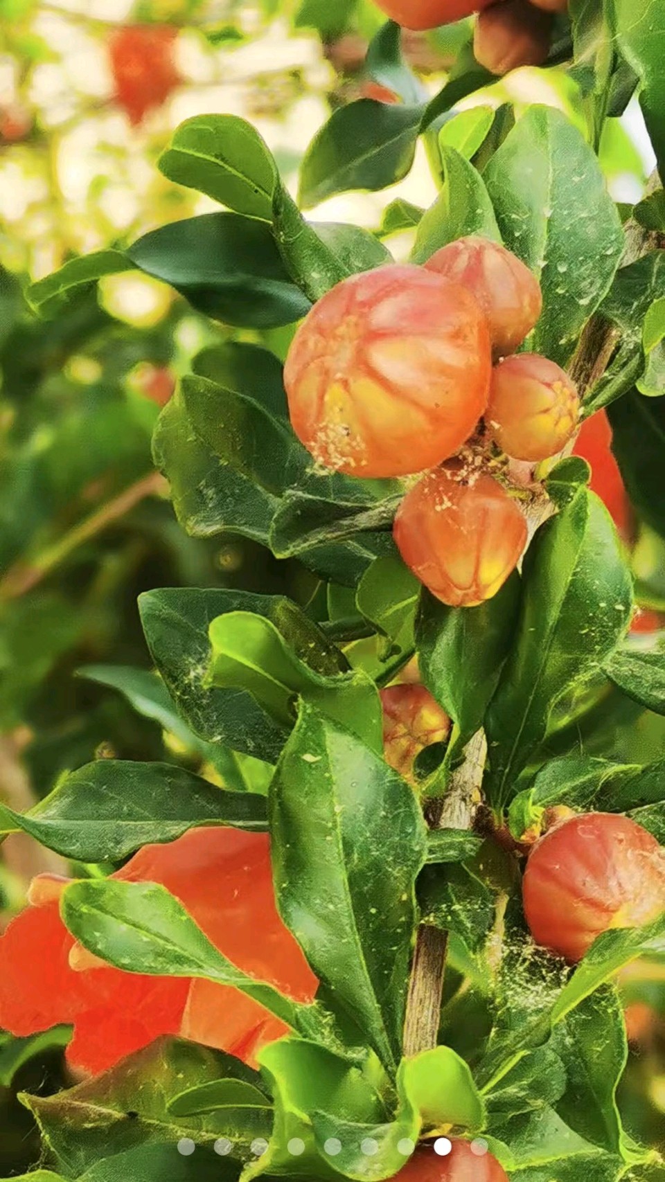 榴花照眼明（图8）
