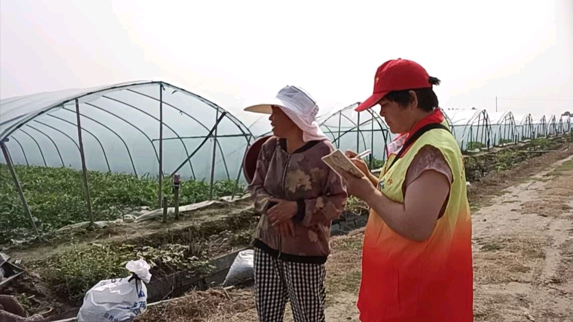 走访西瓜种植户 志愿助农促振兴（图3）