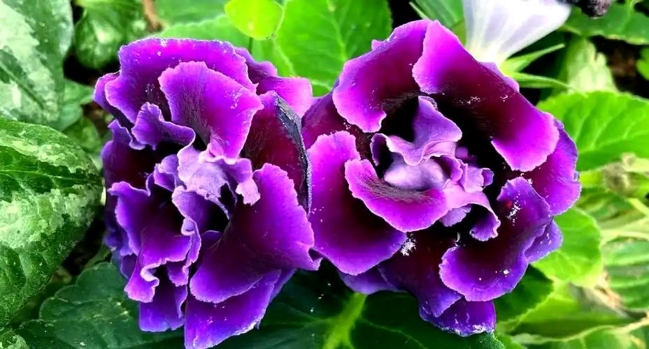 【明心文学】水川/百花争艳组诗（39）七律四首 主播/云雾（图3）