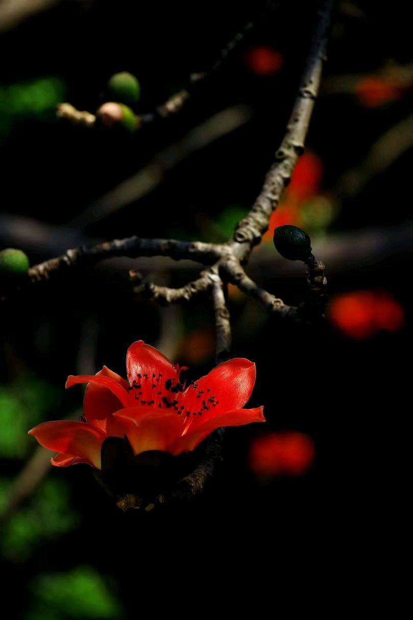 花城里的木棉花 虫二(图3)