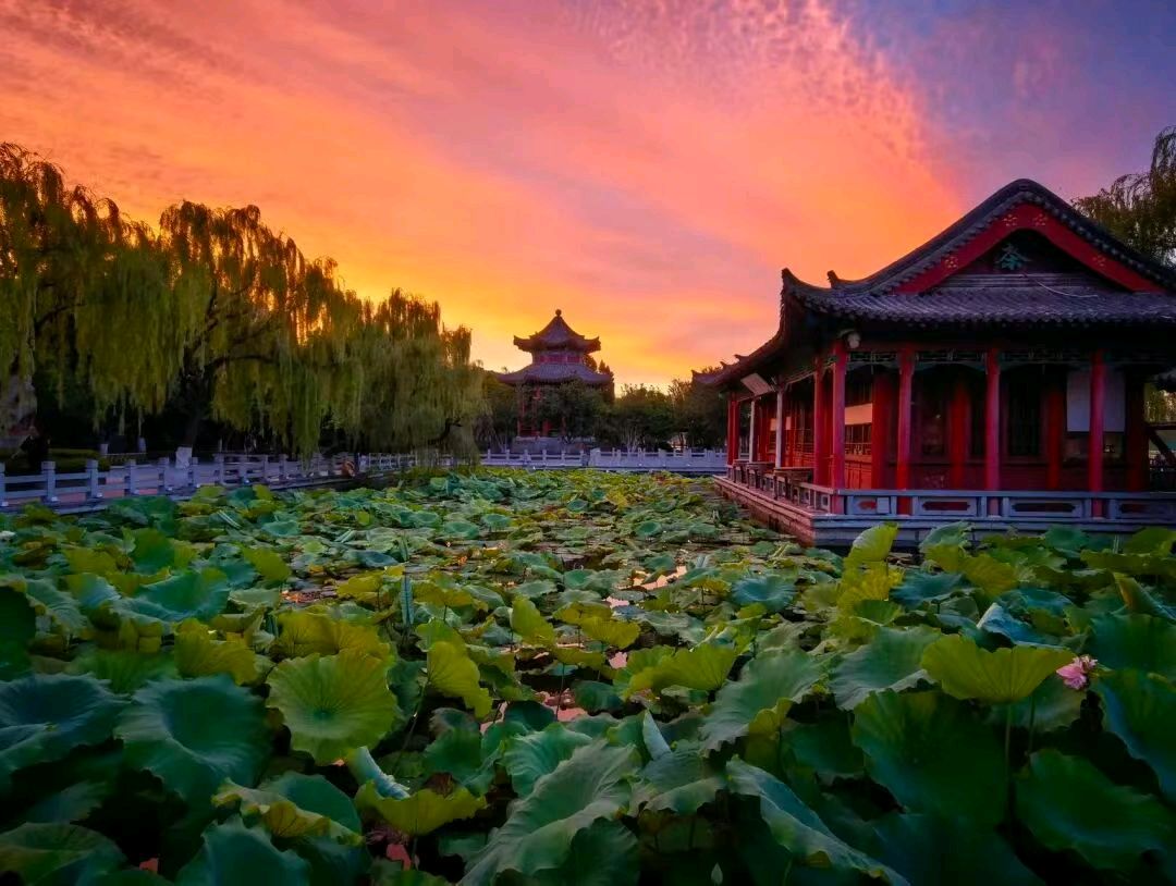 “咏荷花” . “庆七一”[庆祝]（图4）