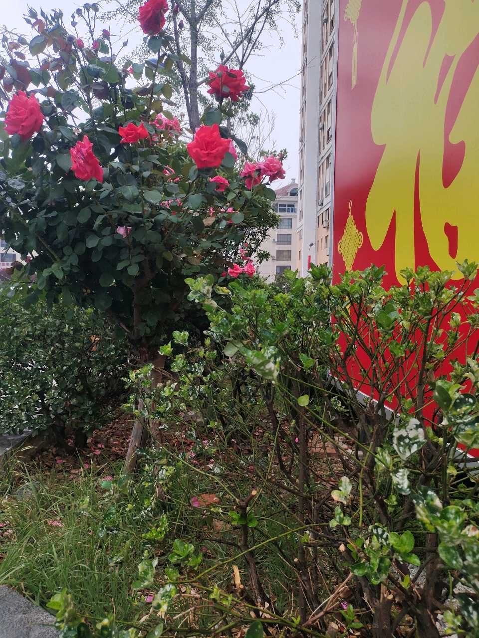 七绝 于'七一'傍晚(元韵)（图6）