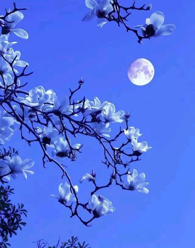 花草集(18)，玉兰花在枝头浅笑（图3）