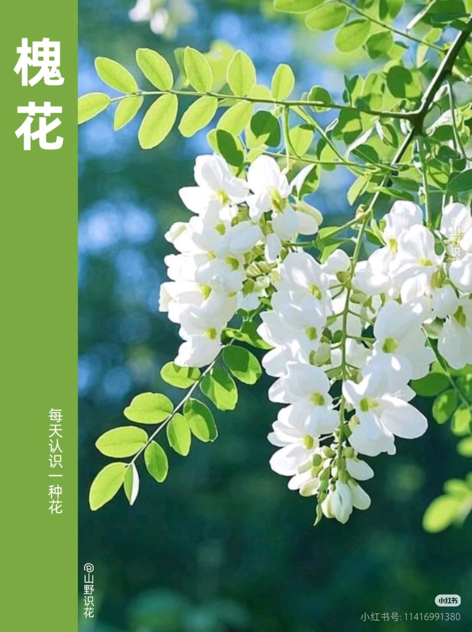 七绝（通韵）《夏日恋曲》 作者:严从怀（安徽）（图4）