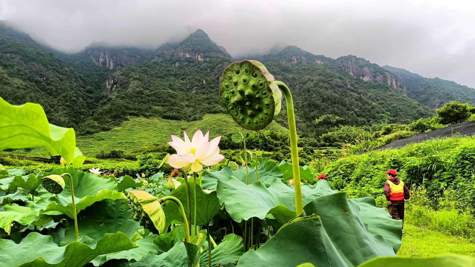 畲乡察种养 温情暖山乡（图2）