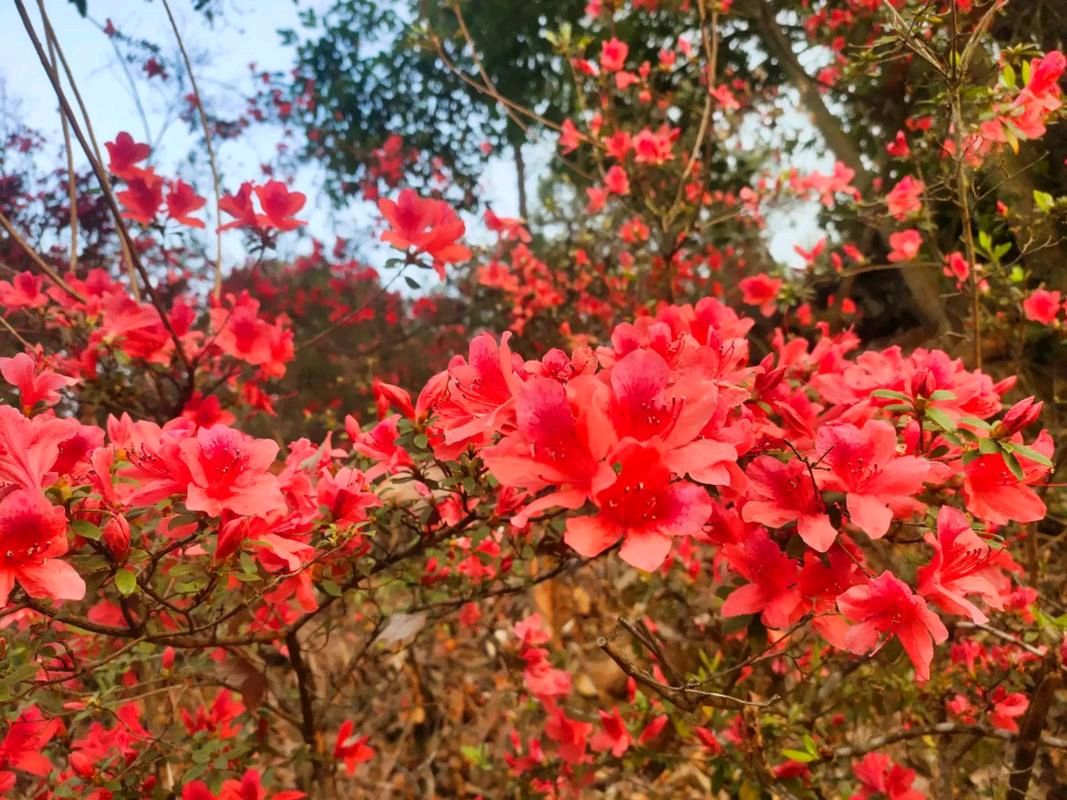 我爱韶山的红杜鹃（现代诗） 作者:周平安 主播:蝴蝶兰（图4）