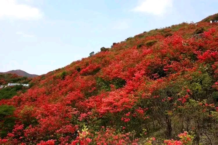 我爱韶山的红杜鹃（现代诗） 作者:周平安 主播:蝴蝶兰（图5）