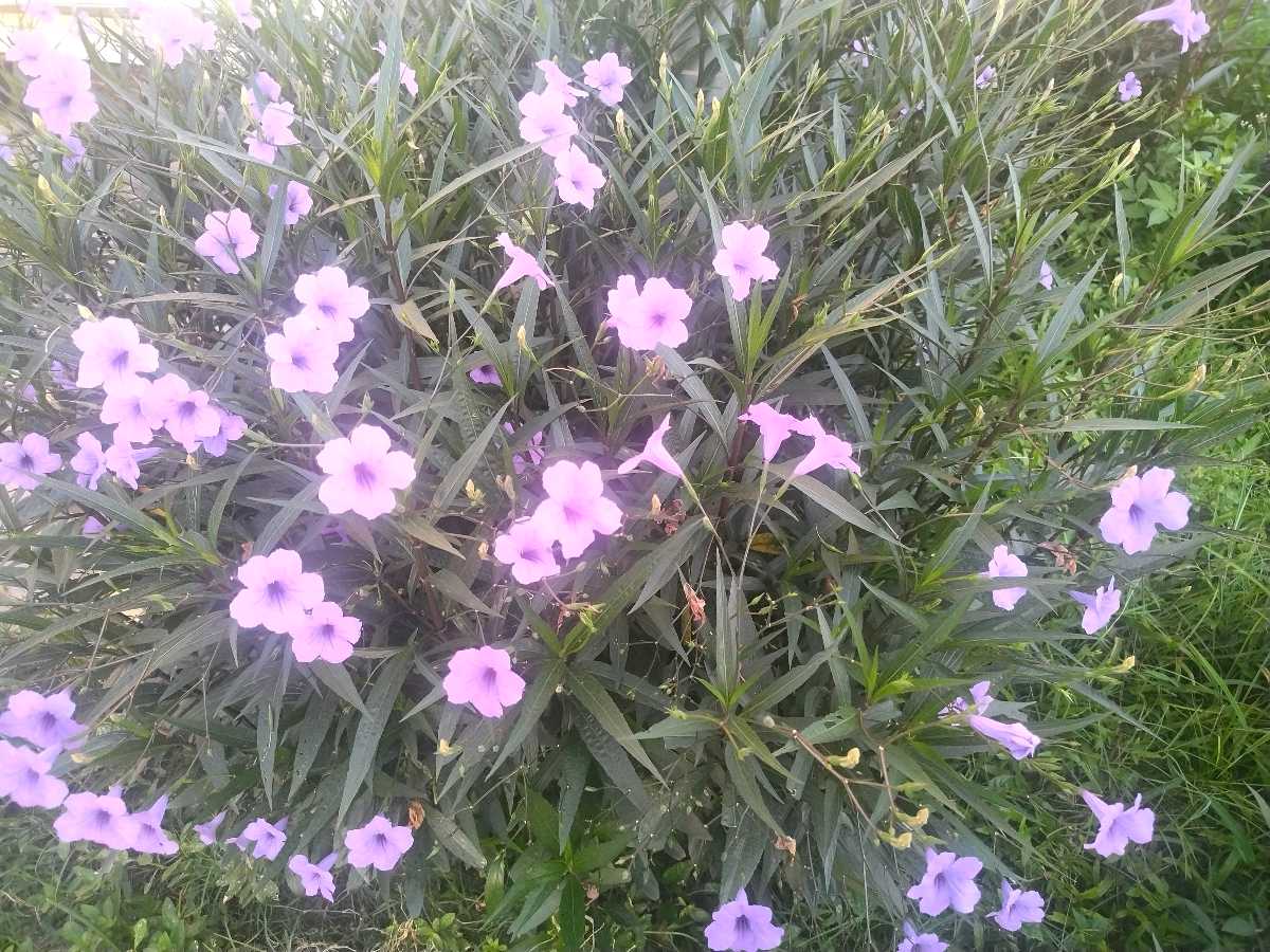 《日月光芒铺大地》（图2）