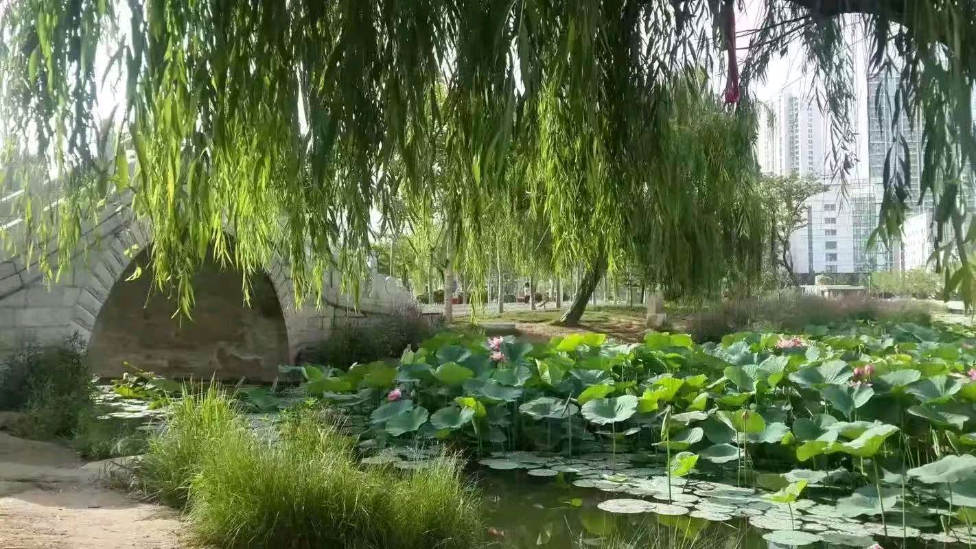 【荣耀中国】文学社*七律·咏月季花仇元青（泰安）（图8）