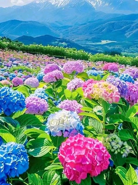【名家精品】咏花七绝（四首）文/戴建中（图9）