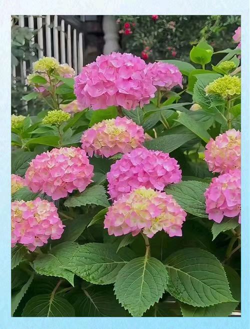 【名家精品】咏花七绝（四首）文/戴建中（图10）