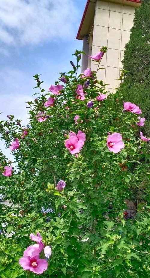 【名家精品】咏花七绝（四首）文/戴建中（图11）