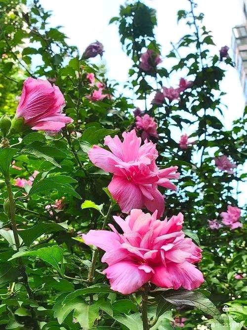 咏花七绝(四首)/戴建中（图4）