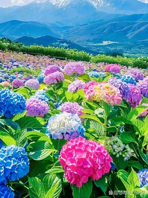 【荣耀中国】文学社*咏花七绝（四首）戴建中（图4）